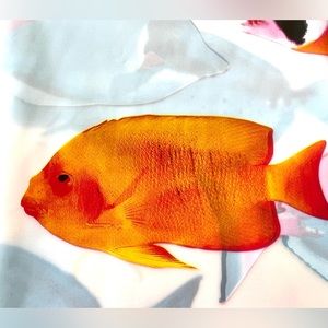 Coral Reef Fishes in Bright Colors Peva Shower Curtain Ocean Life Sea Tropical